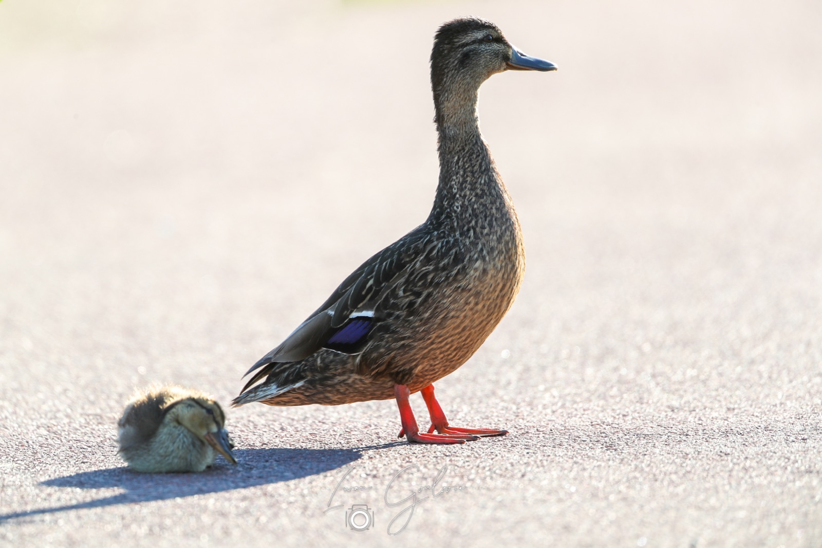 11 juni 2022 193753 1DX46935